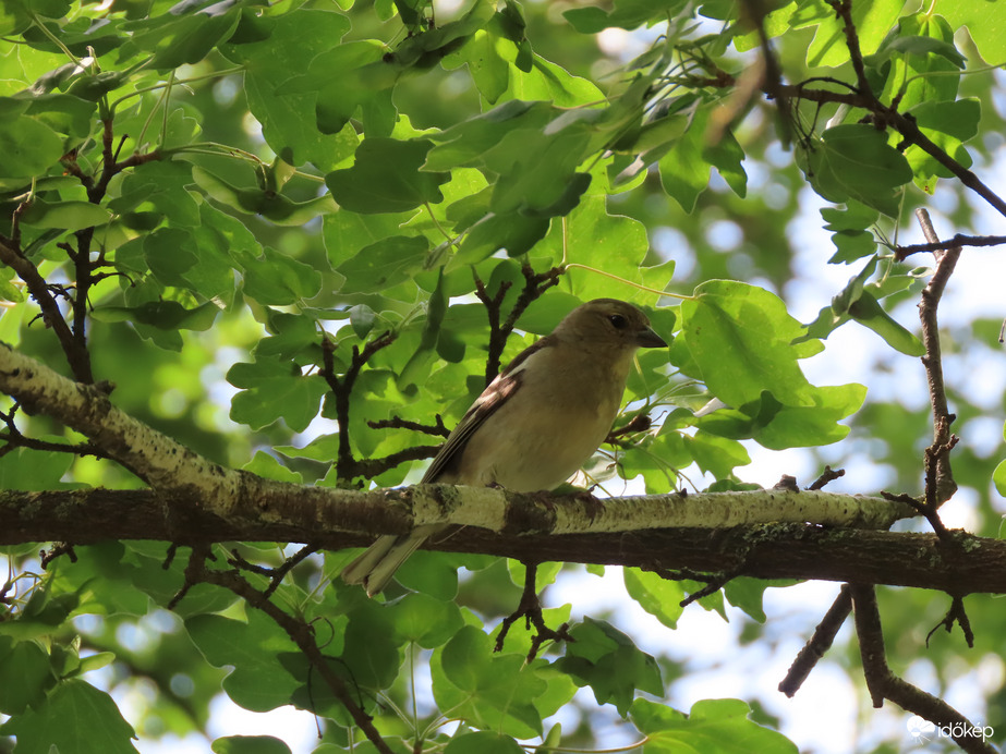 Erdei pinty, tojó  06. 19.
