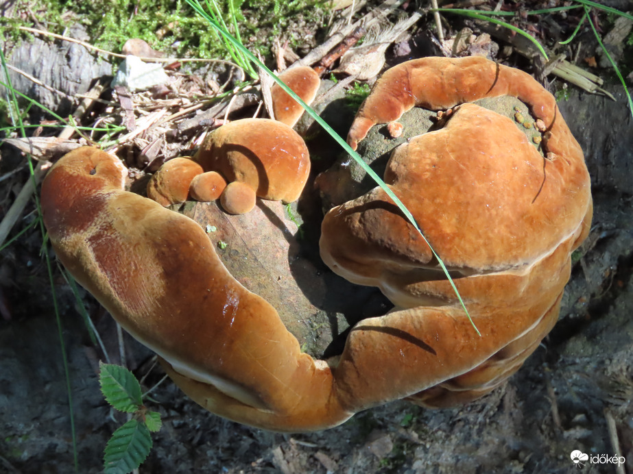 Gomba vagyok, de milyen? 3.   06.19.