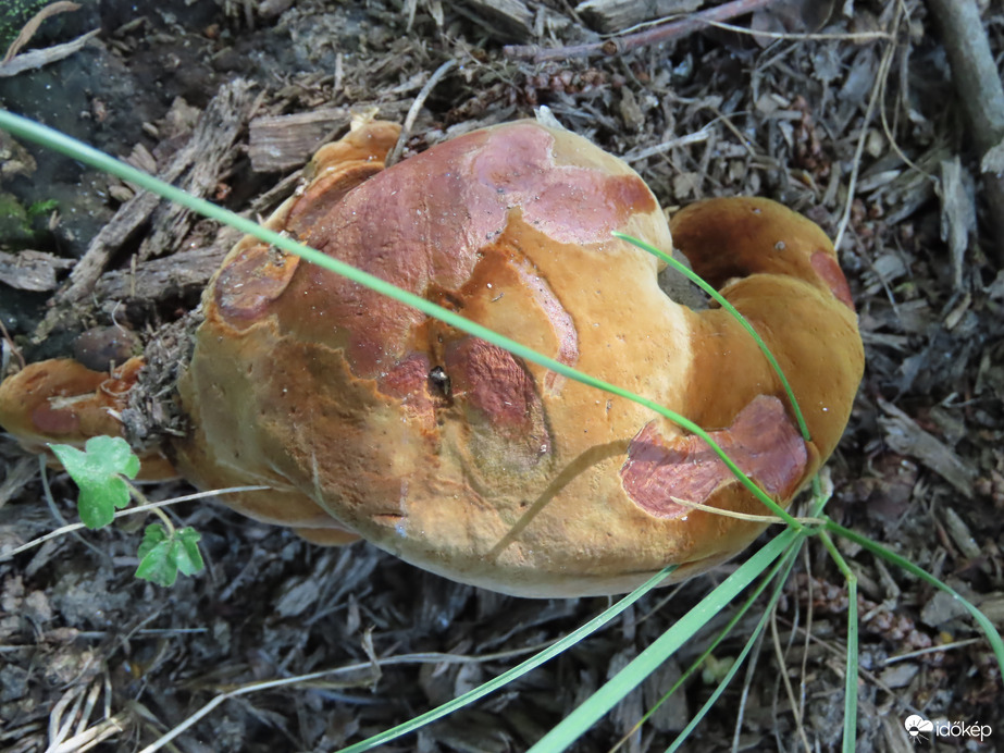 Gomba vagyok, de milyen? 2.   06.19.