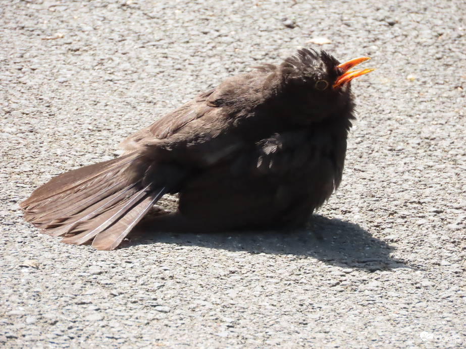 Melegem van! 06. 19.