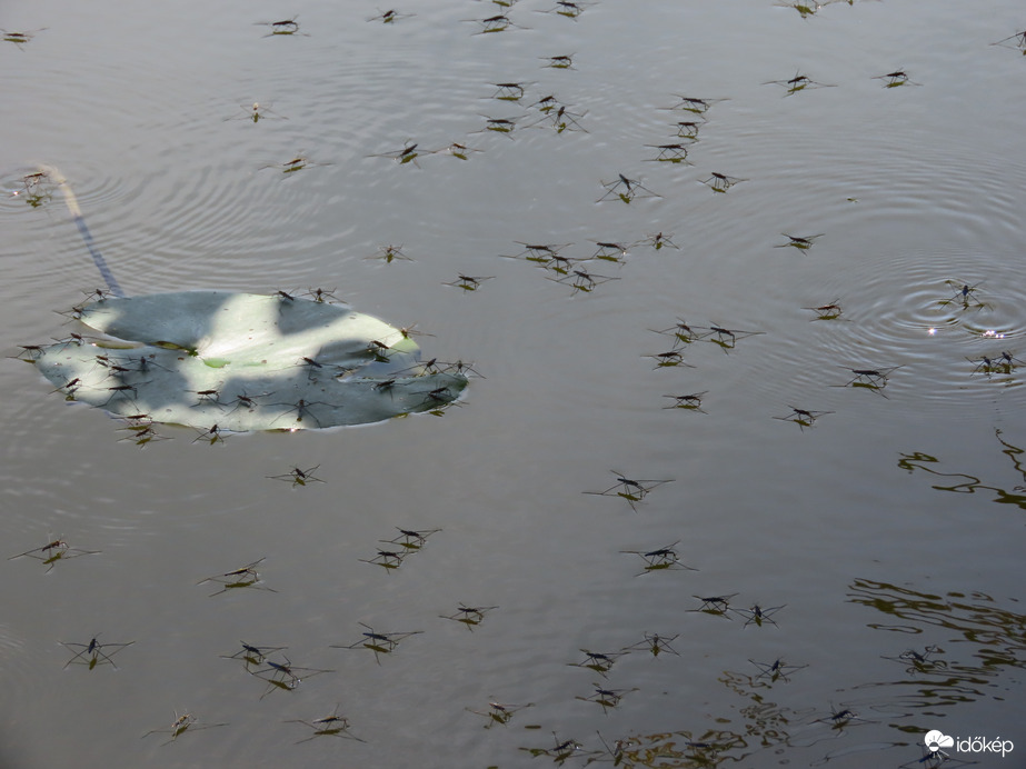 Molnárpoloskák serege 06. 19.