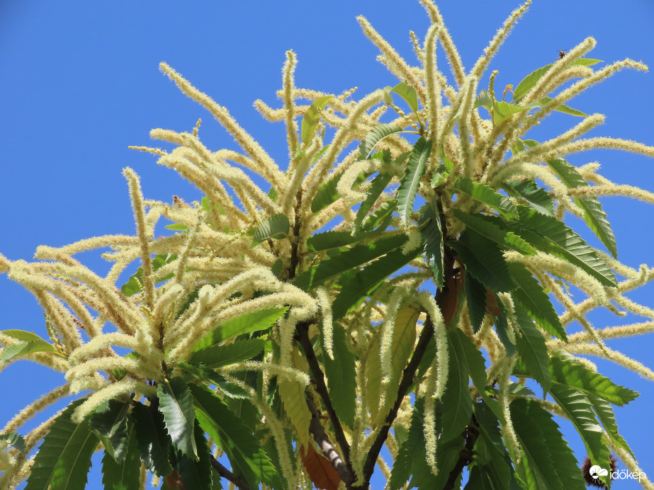 Szelídgesztenye virága 06.19.