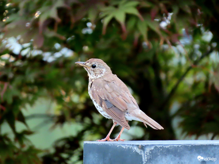 Énekes rigó nézelődik