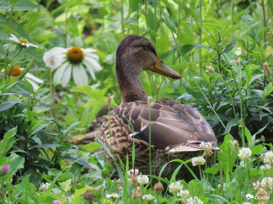 Virágok között pihenek
