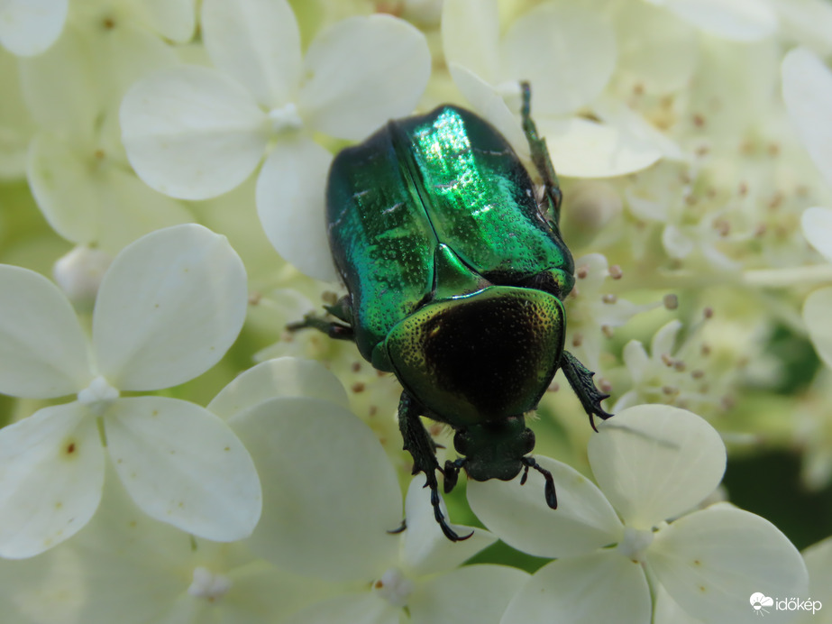 Aranyos rózsabogár a hortenzián