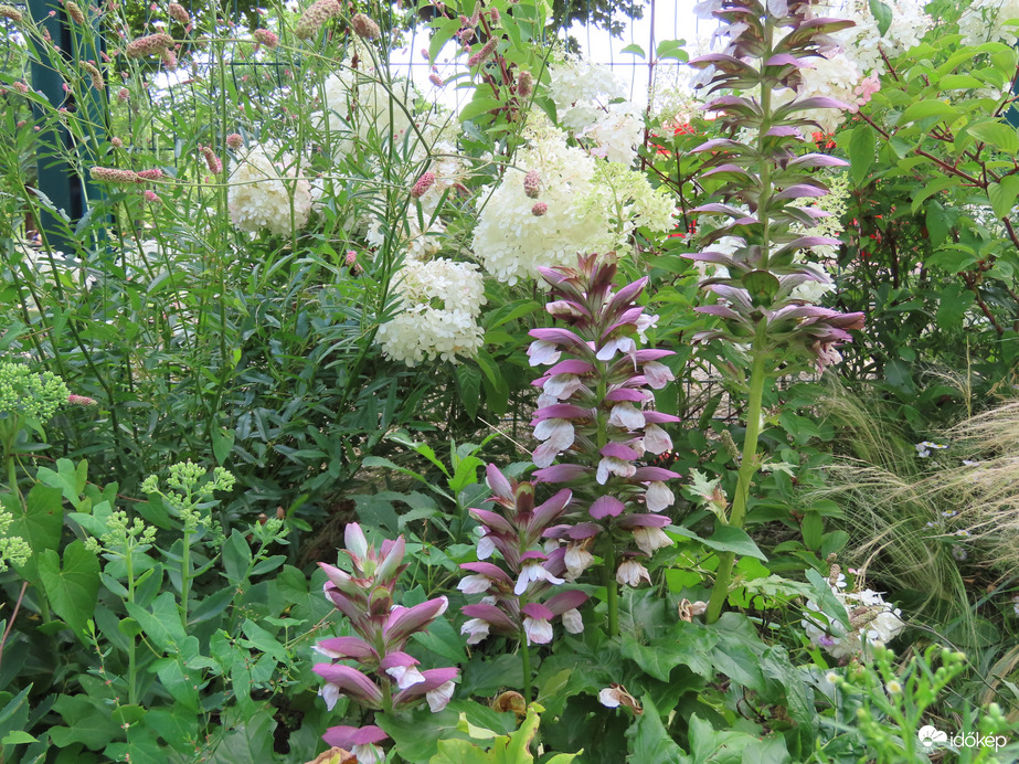 A Sportliget virágai