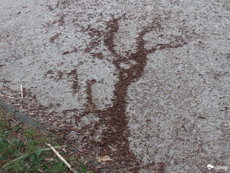 Mintába rendeződött