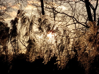 Nádszálak háttérvilágítással