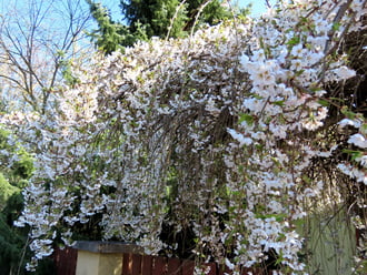 Csüngő virágú díszcseresznye