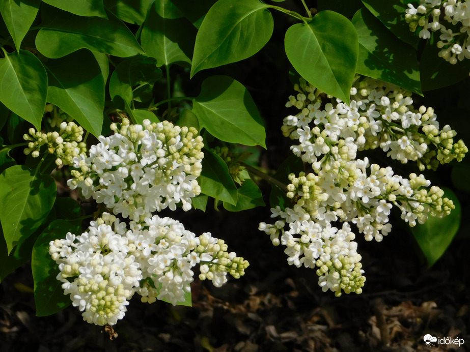 Virágzik a fehér orgona