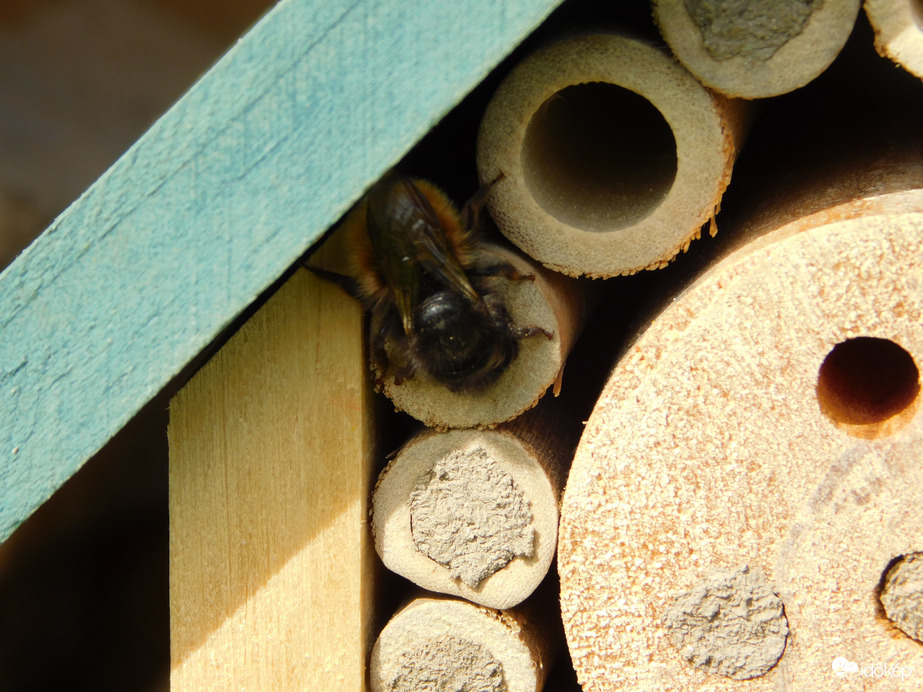 Nagy a forgalom a rovarhotelben
