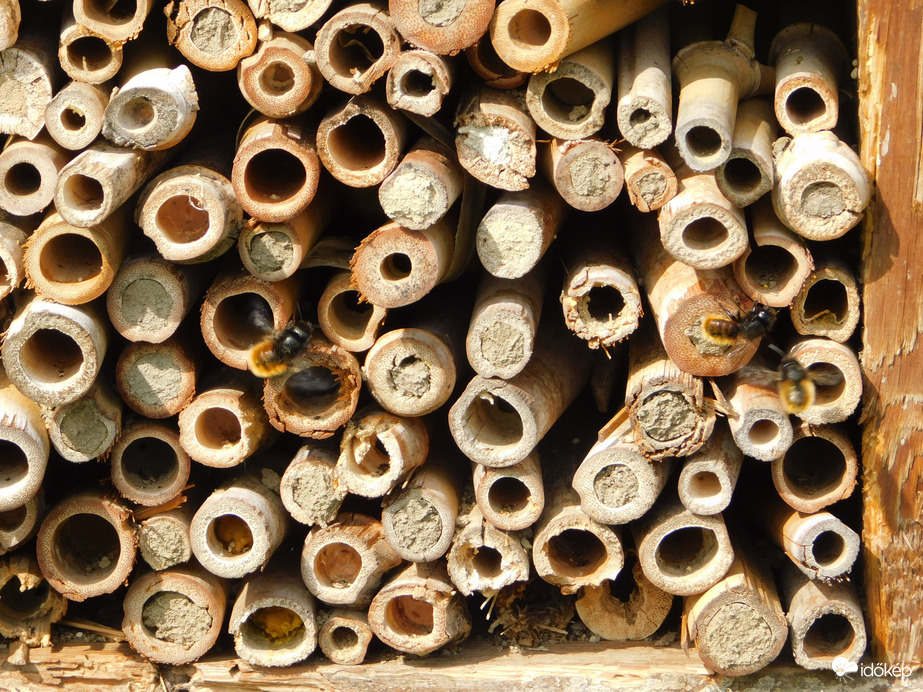 Nagy a forgalom a rovarhotelben