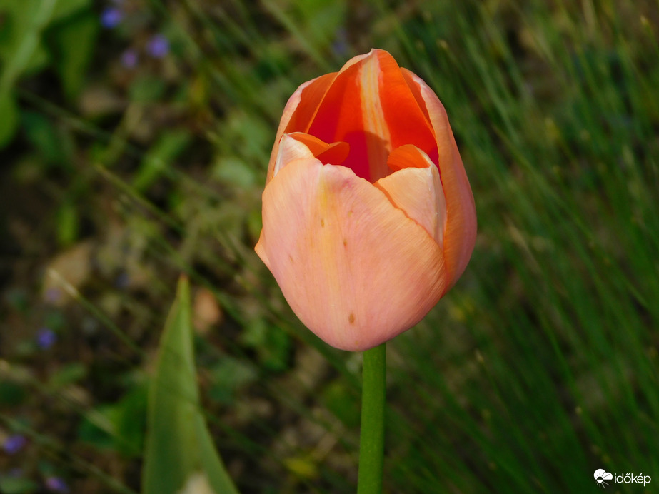 A Sportliget tulipánja