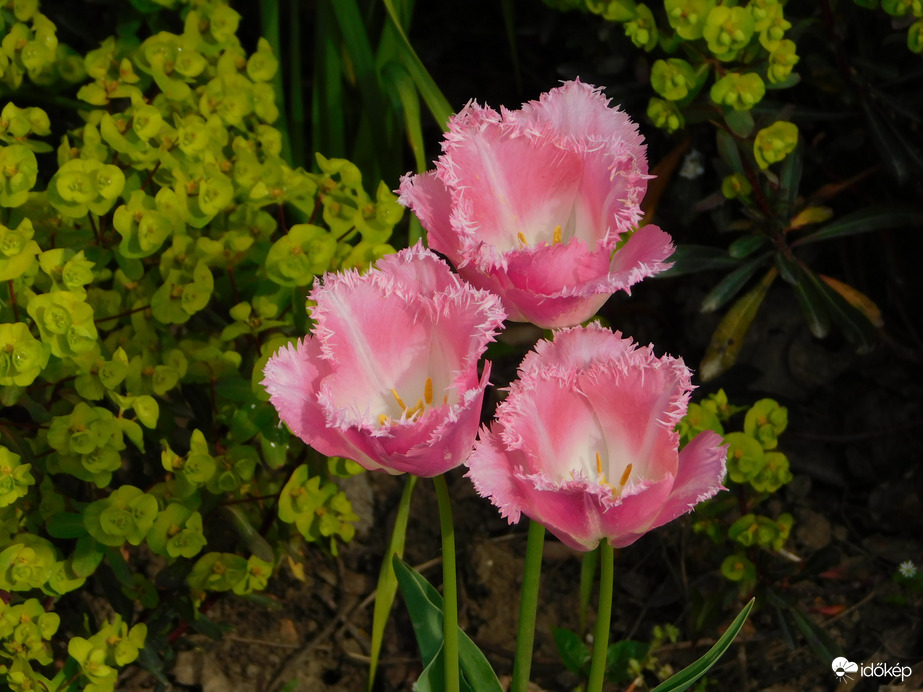 A sziget tulipánjai
