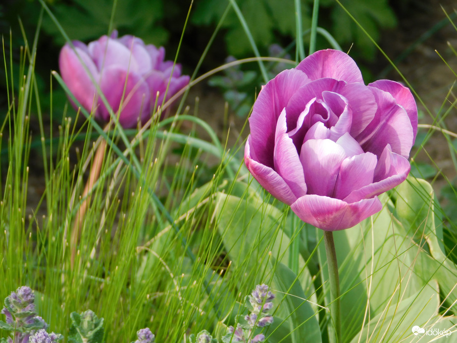 A Sportliget tulipánjai