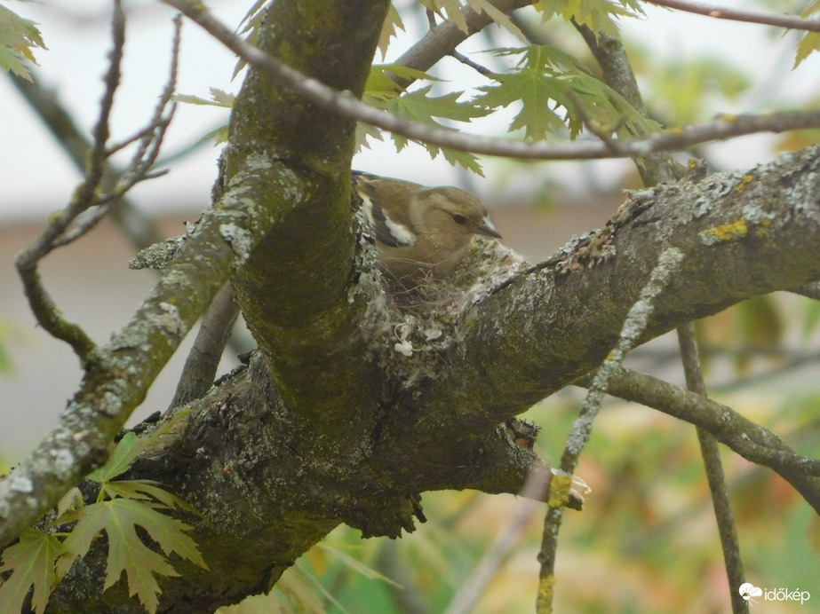 Fészeképítés az ablakkal szemben lévő fán