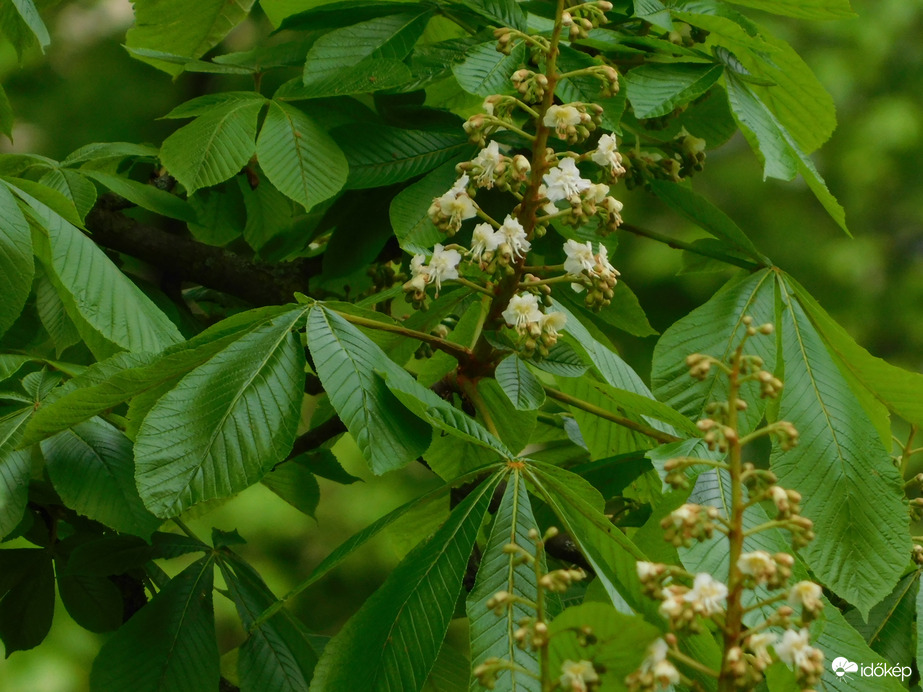 Kezdődik a vadgesztenye virágzása
