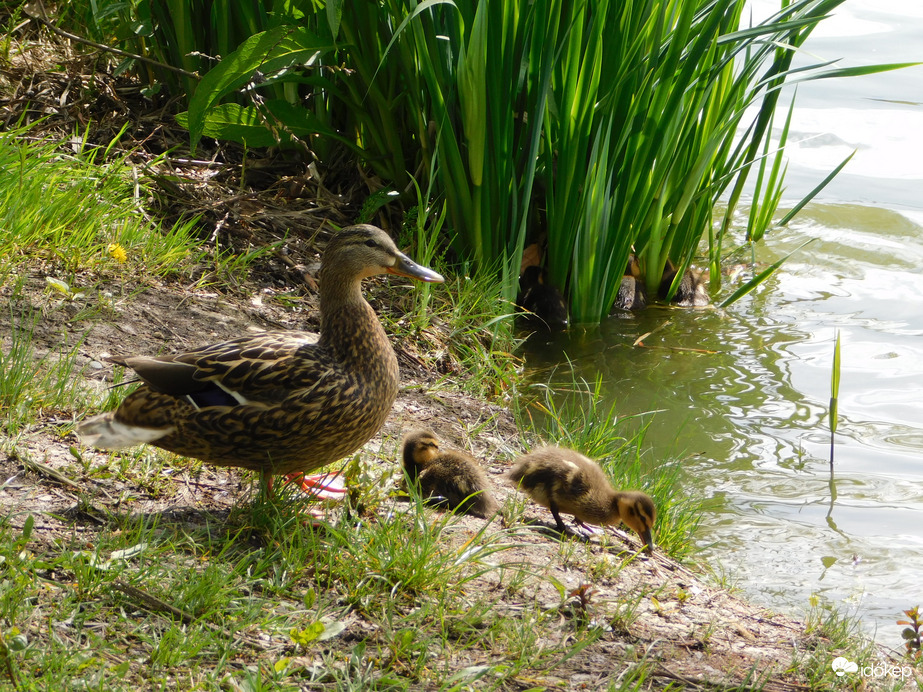 Összeszedem a gyerekeket