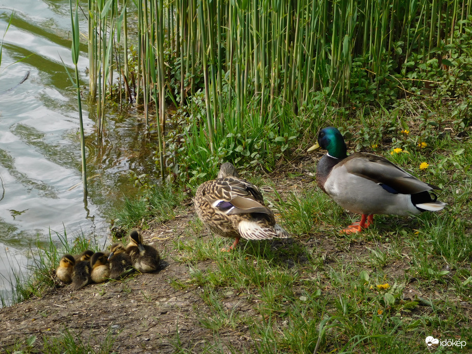 Pihenünk. Apa majd vigyáz ránk!