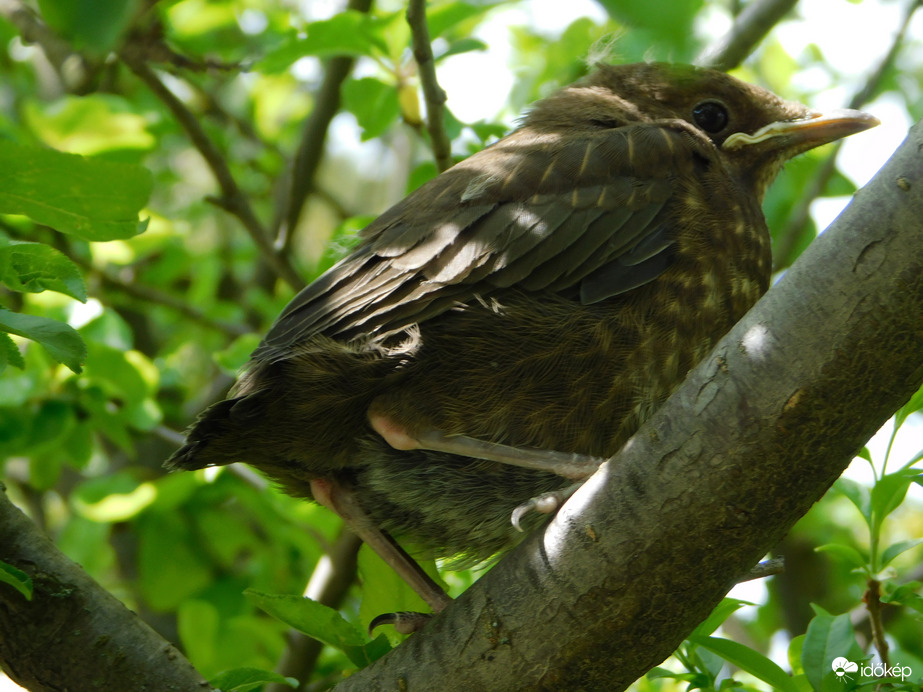 Én vagyok a bátrabb!