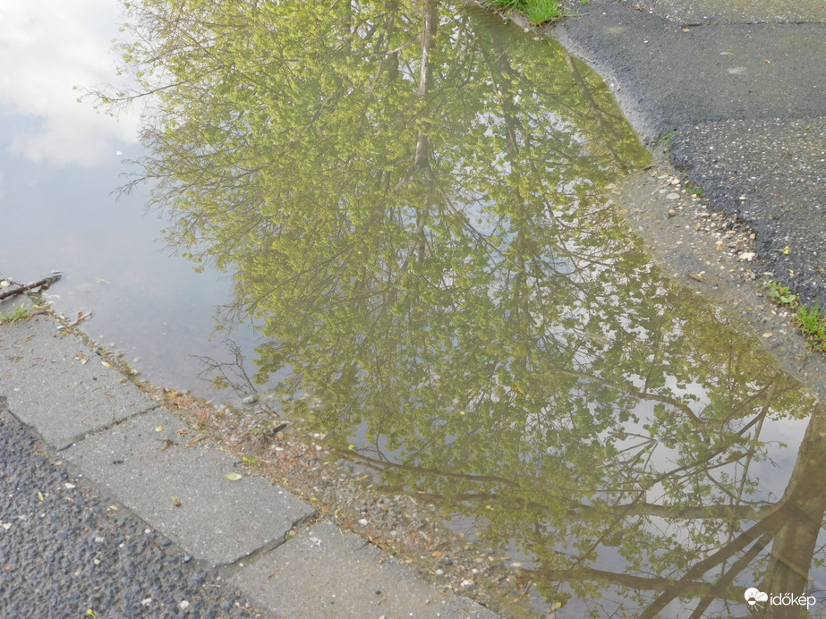 Eső után; fák a tócsa tükrében