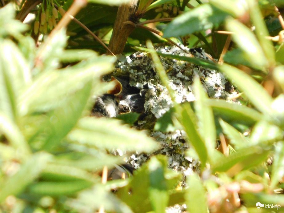 Türelem, te is kapsz!