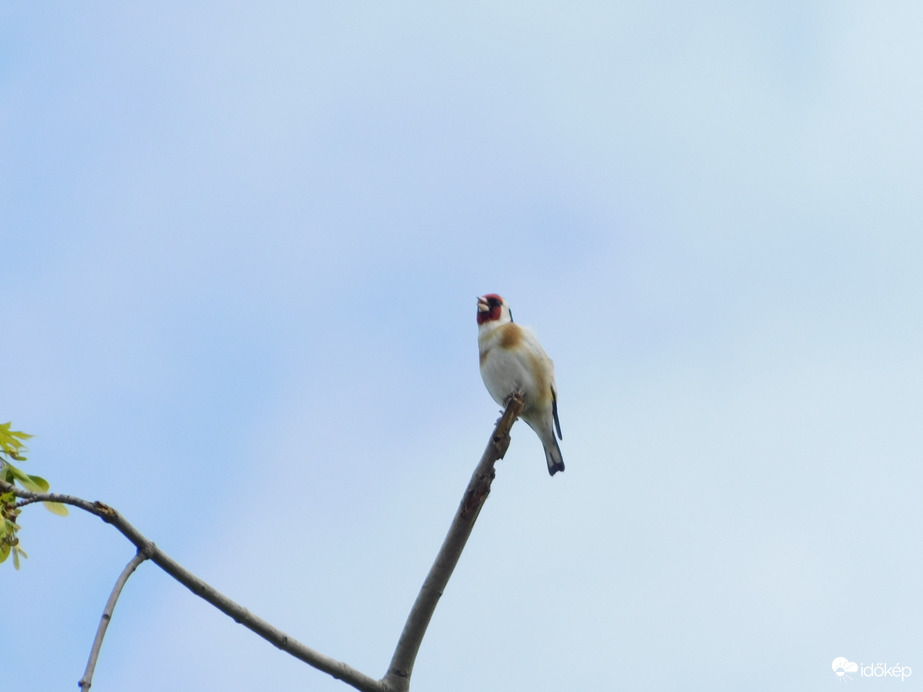 Reggeli üdvözlet a fa csúcsáról