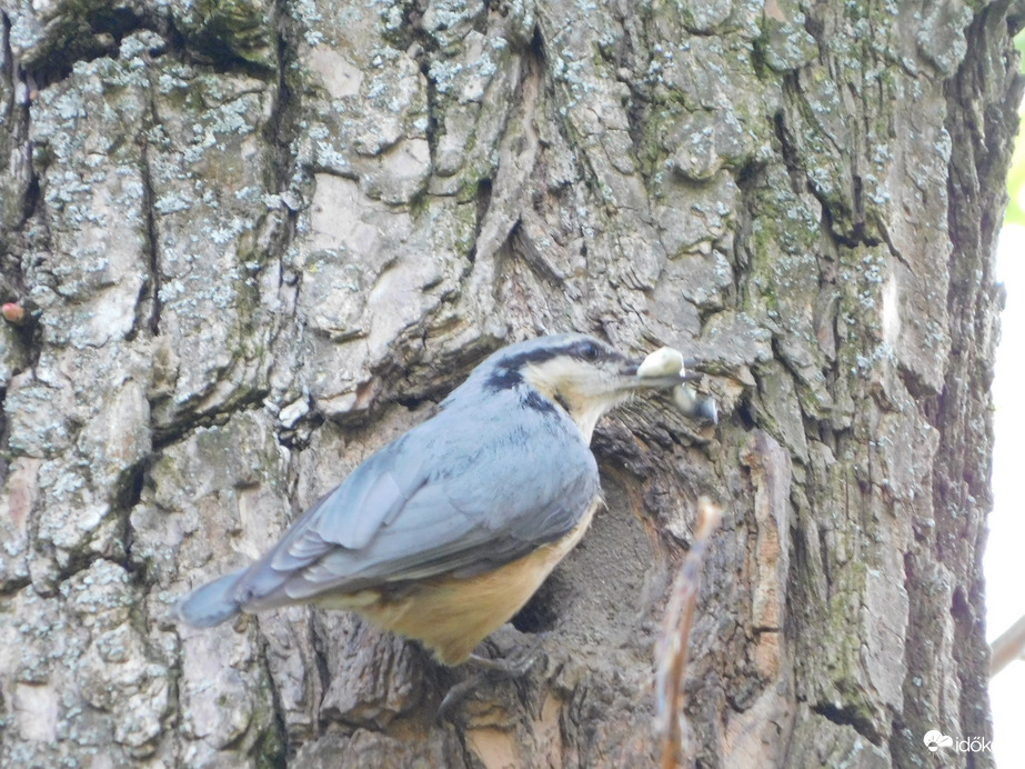 Kiviszem a pelenkát
