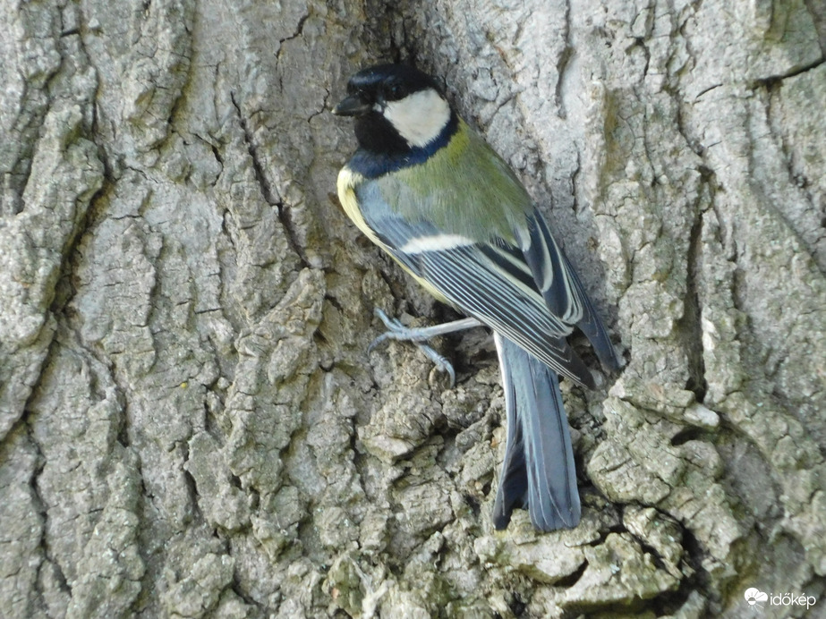 Cinke az odú bejáratánál