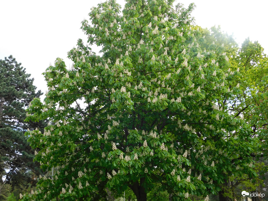 Virágba borult a vadgesztenye