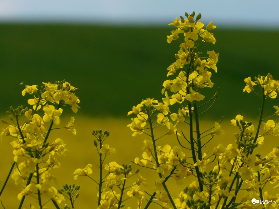 "Sárgát virágzik a repce..."