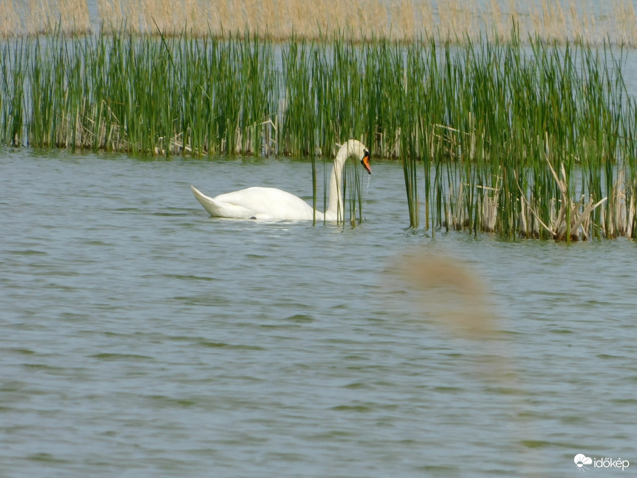 Hattyú a Víztározón