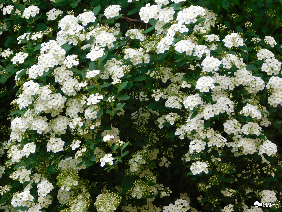 Fehérbe öltözött