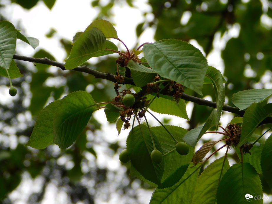 Már csak érnie kell!