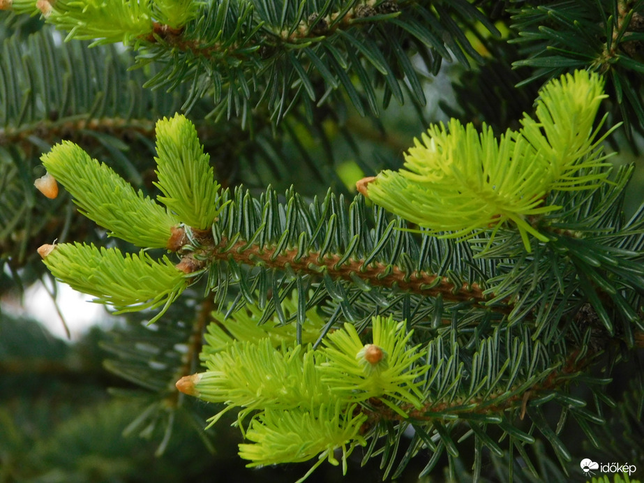 Fenyő új hajtásai