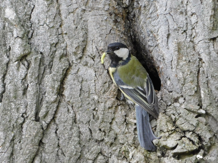 Hozom már kis éhesek!