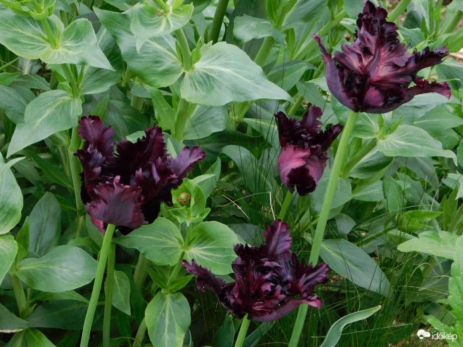 A Sportliget újabb virágai