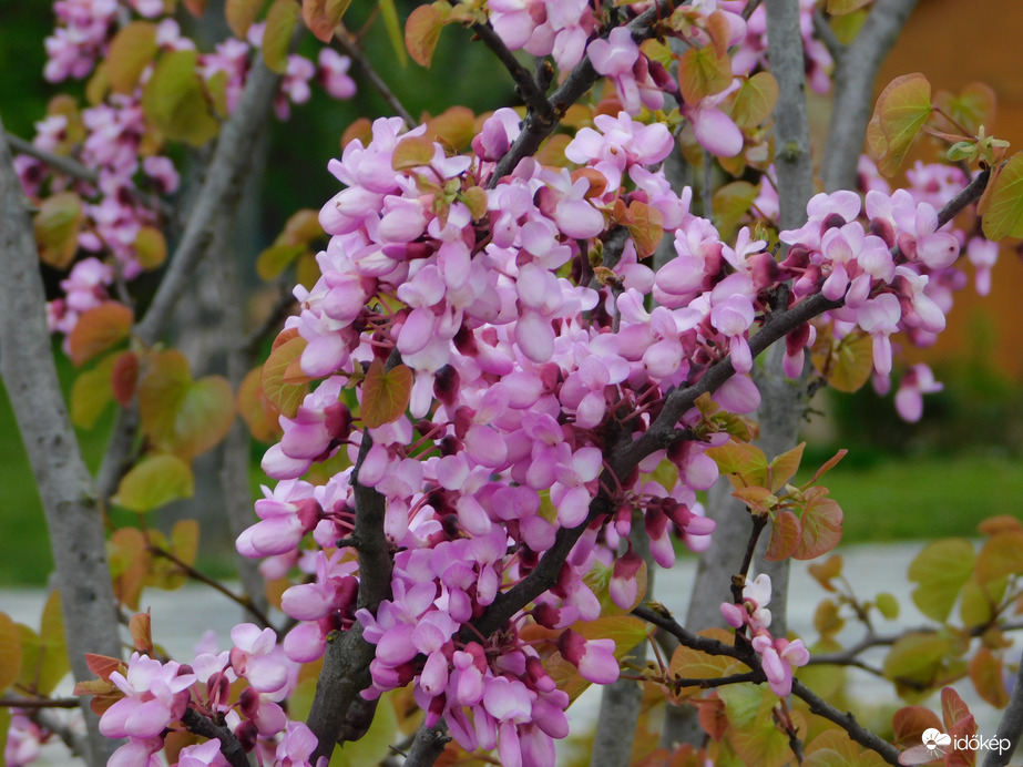 Virágzó Júdásfa ága