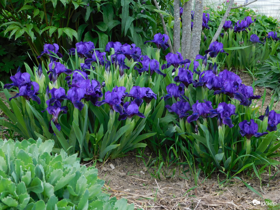 A Sportliget újabb virágai