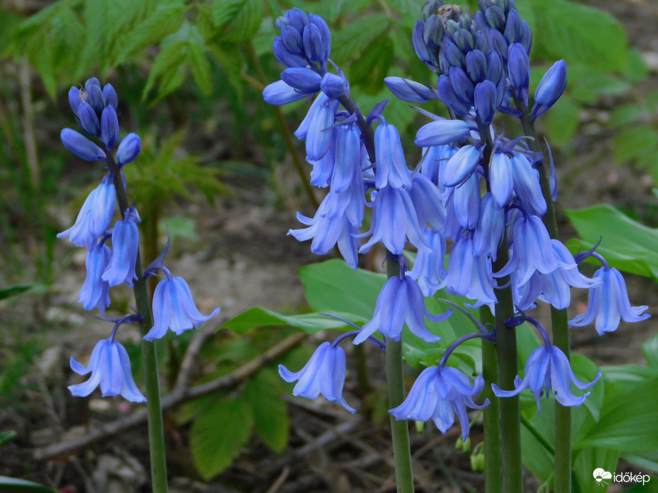 A Sportliget újabb virágai