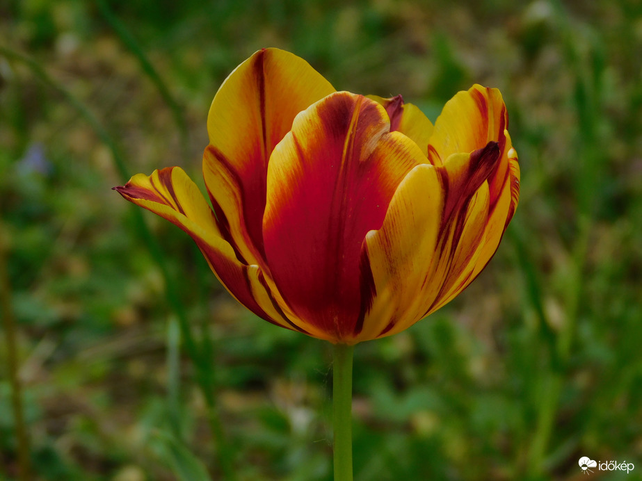 Még mindig tulipán