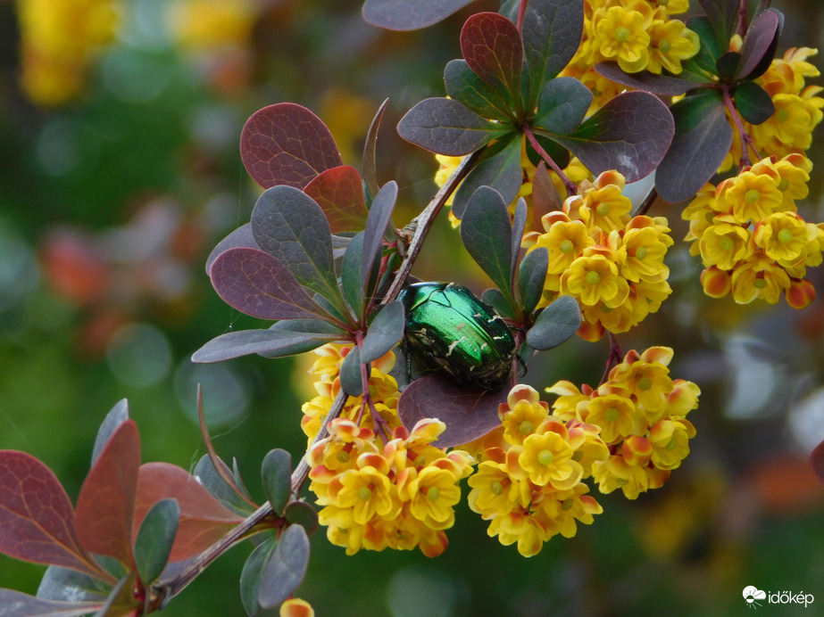 Leveleken meglapulva