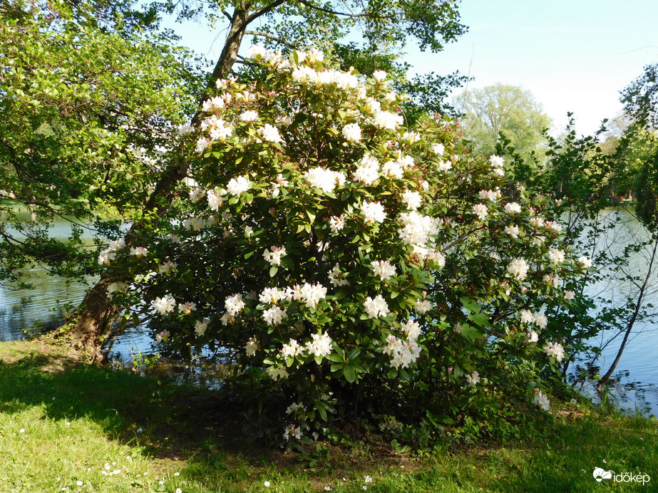 Virágzik a Rododendron a szigeten