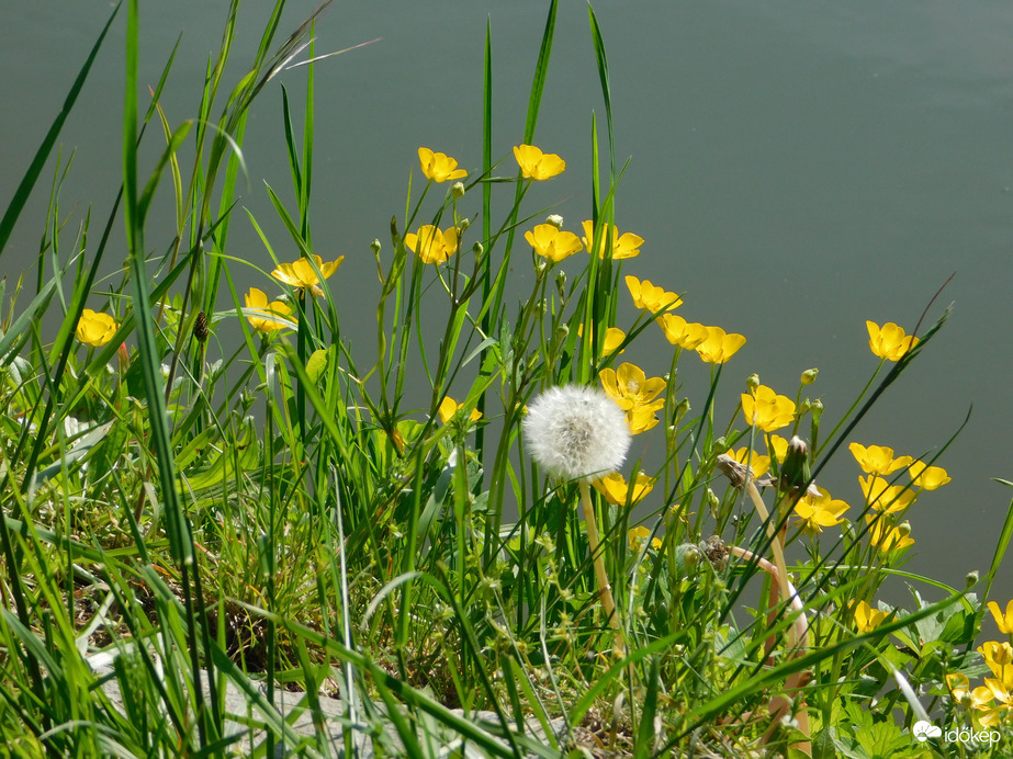 Réti boglárka a tóparton