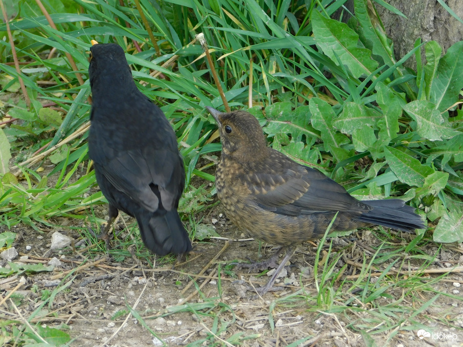 Mindenhova követlek