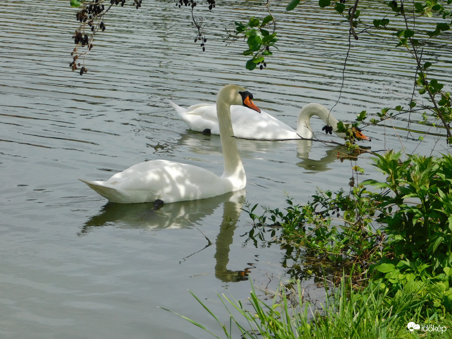Bütykös hattyú pár