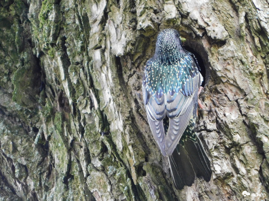 Seregély fiókákat etet