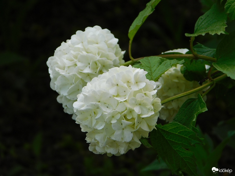 Törpe labdarózsa virága