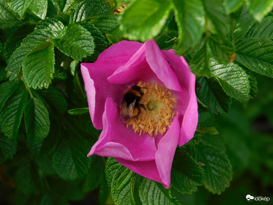 Szellőrózsa és vendége