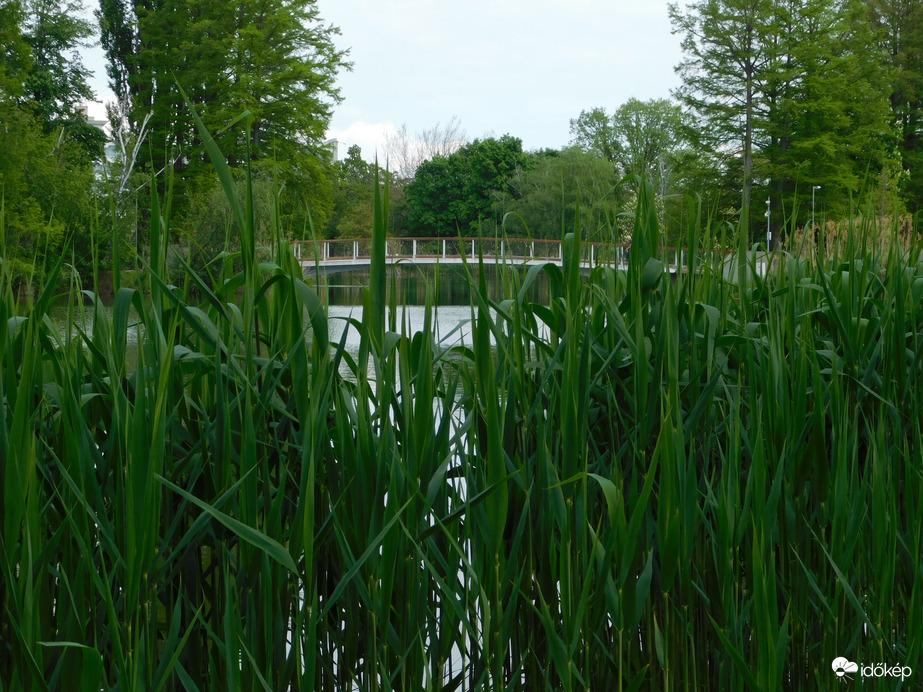 Megújult a nád